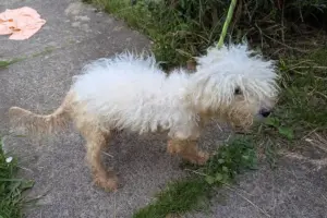 North Yorkshire couple convicted for ‘profound neglect’ of two dogs and three cats
