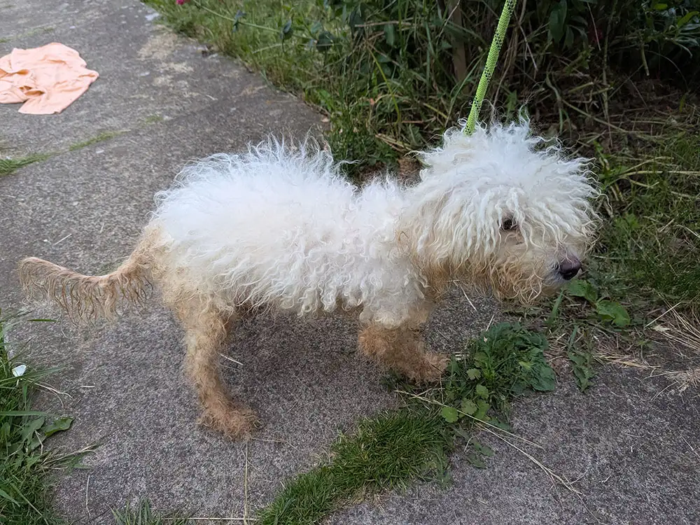 North Yorkshire couple convicted for ‘profound neglect’ of two dogs and three cats