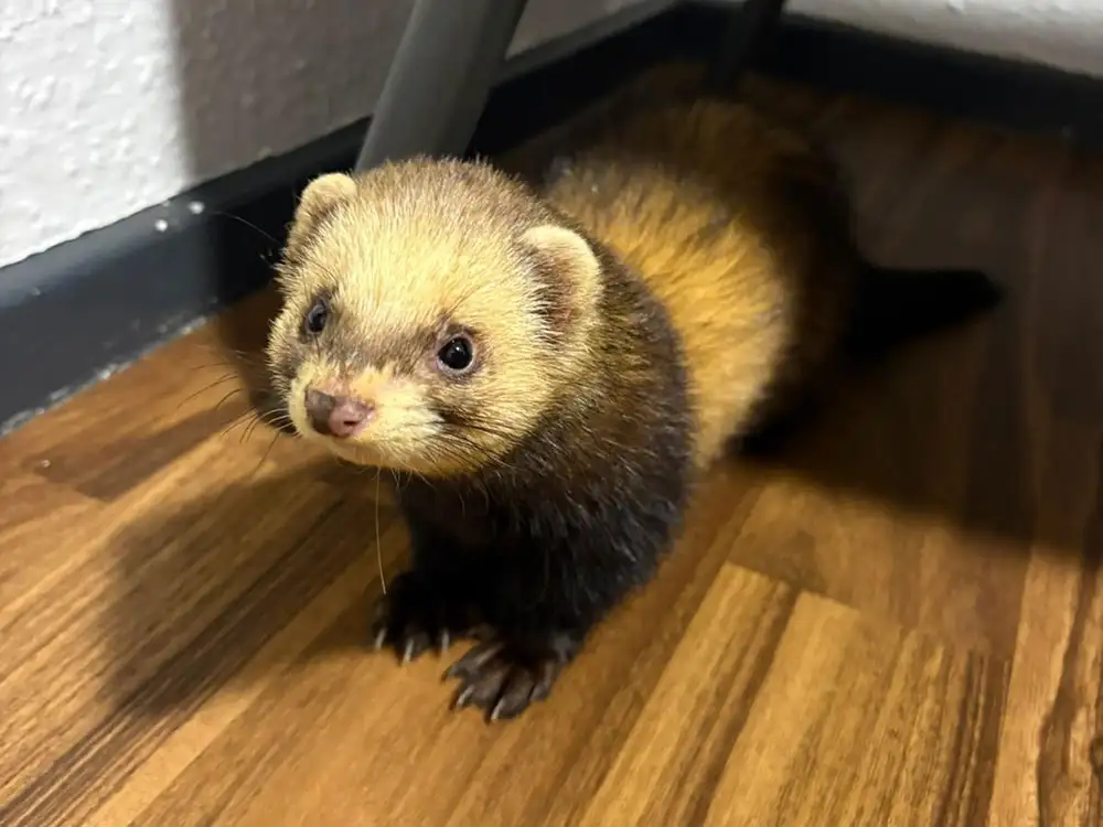 North Yorkshire police officers ‘ambushed by a ferret’