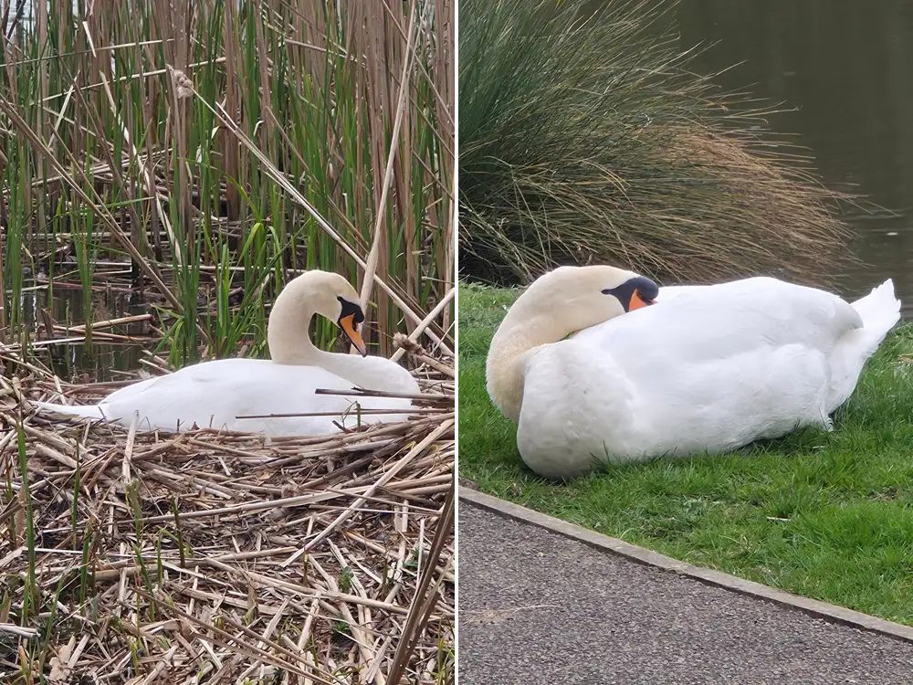Warning after youths threw trolley at swans in York