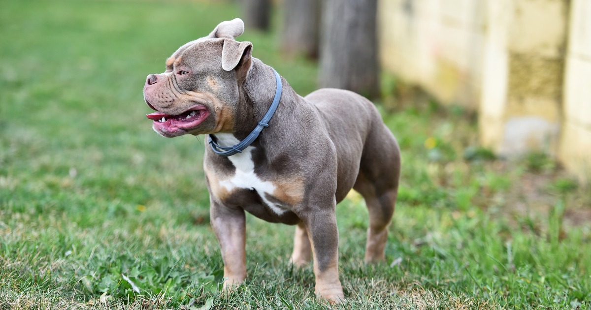York Magistrates order owner of uncontrolled dogs to pay over £2,700