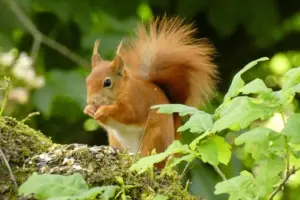 Rare red squirrel arrives at Castle Howard – Help choose his name!