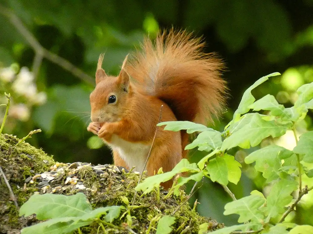 Rare red squirrel arrives at Castle Howard – Help choose his name!