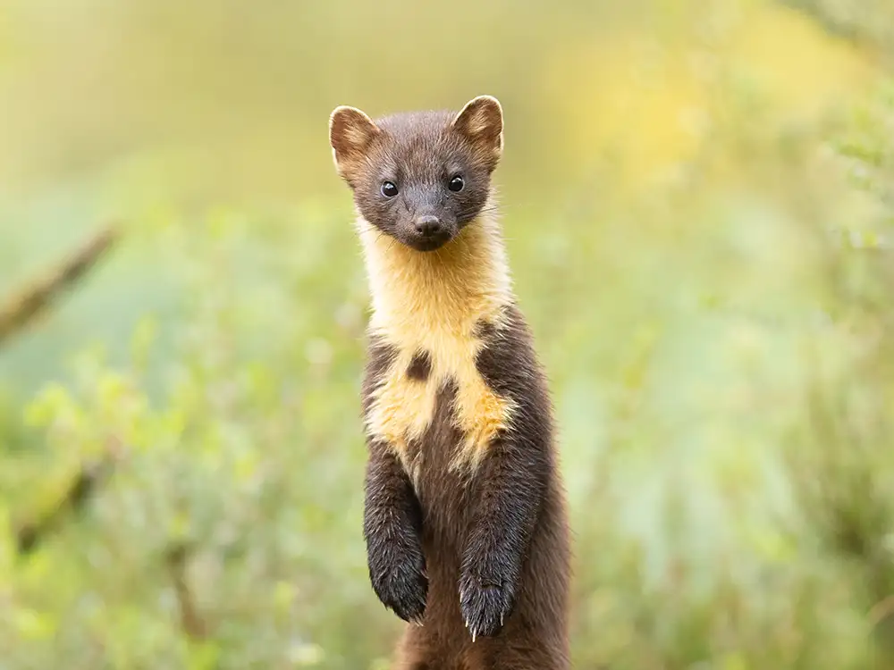 Gallery: Stunning wildlife photographs on show at North Yorkshire attraction