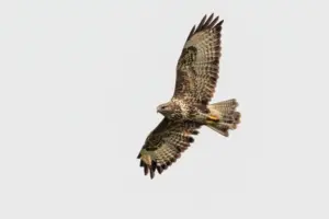Buzzard dies after being shot on the North York Moors