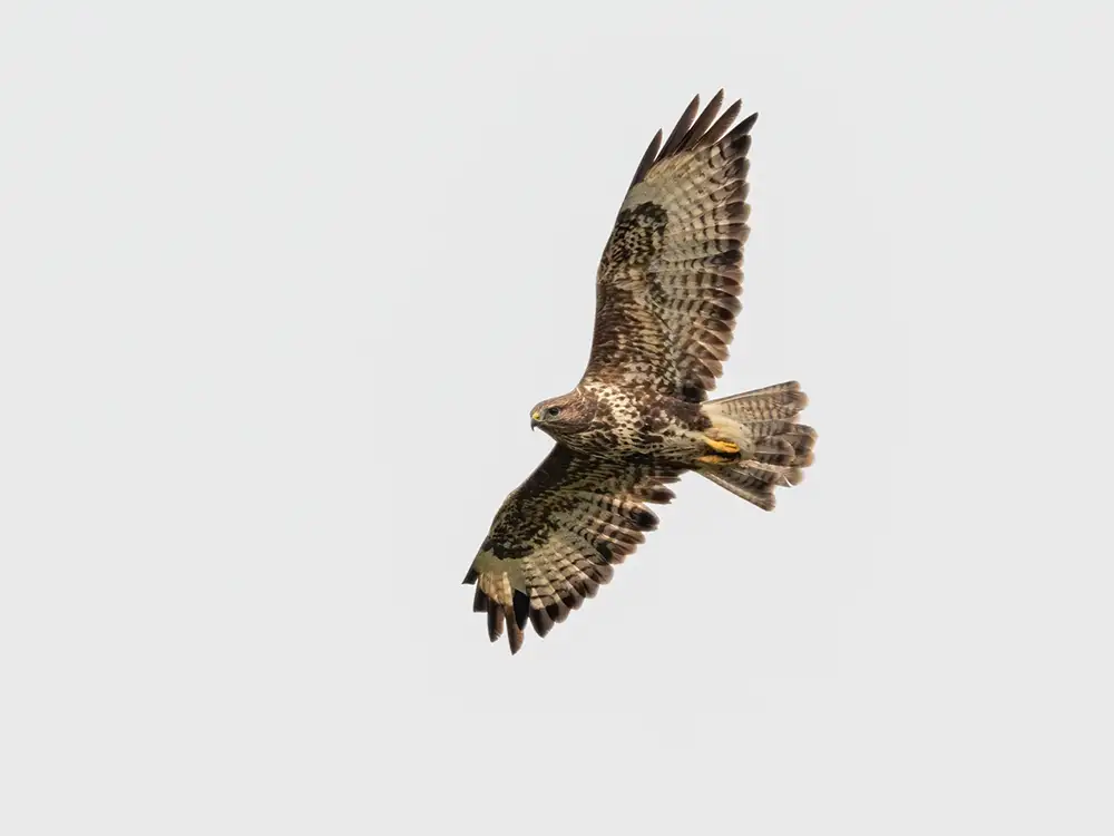 Buzzard dies after being shot on the North York Moors