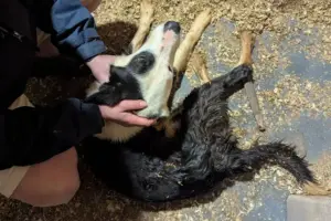 12 dogs rescued by York RSPCA after their owner died – and they need your help