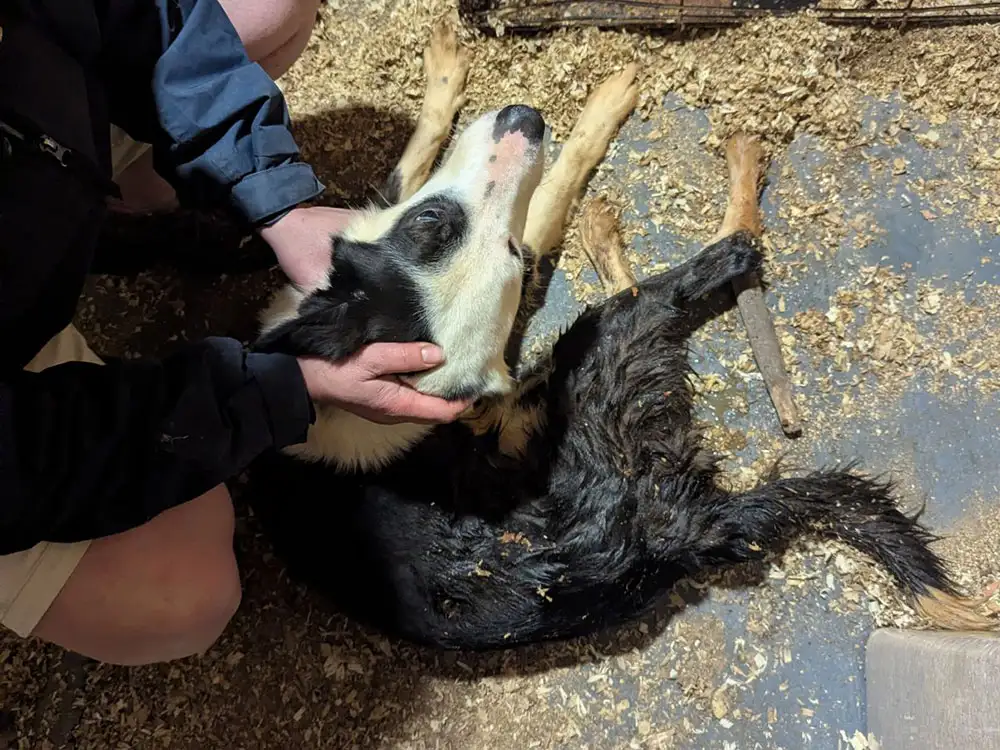 12 dogs rescued by York RSPCA after their owner died – and they need your help