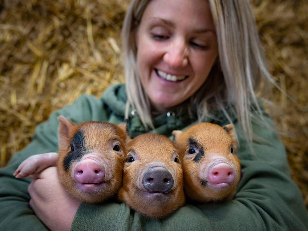 Star in our special video series the Animal Academy at Monk Park Farm and WIN a free family pass