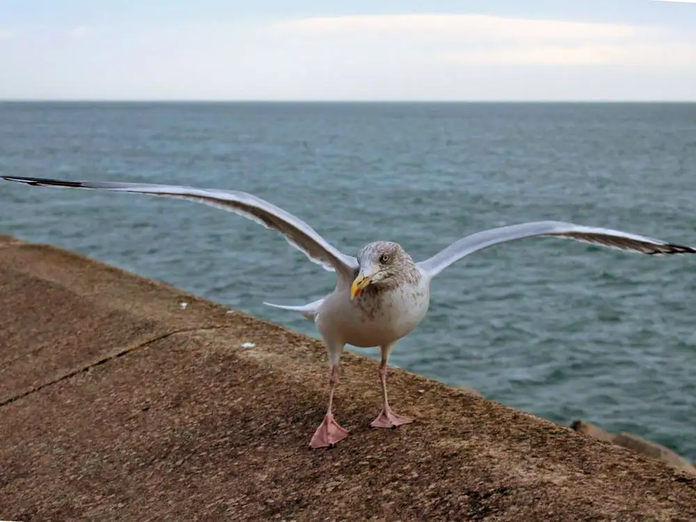 Council’s £119K plan to stop ‘conflict’ between seagulls and people