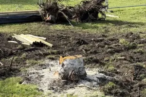 Dismay after trees cut down in York park – as development work begins