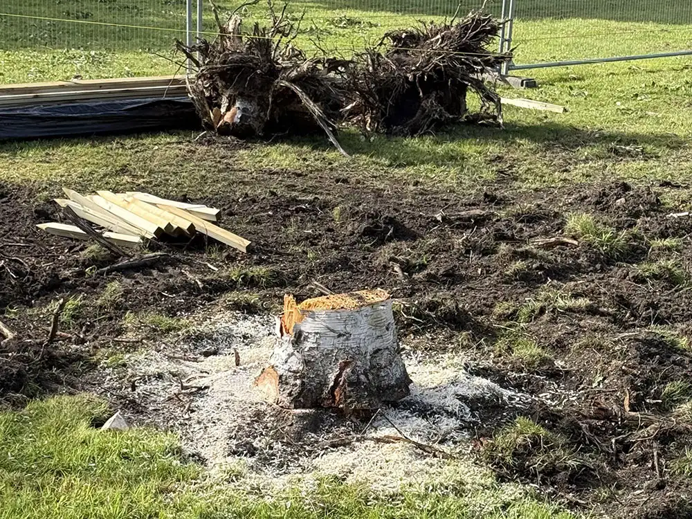 Dismay after trees cut down in York park – as development work begins