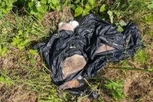 Dead rabbits dumped in a bag by the side of a road