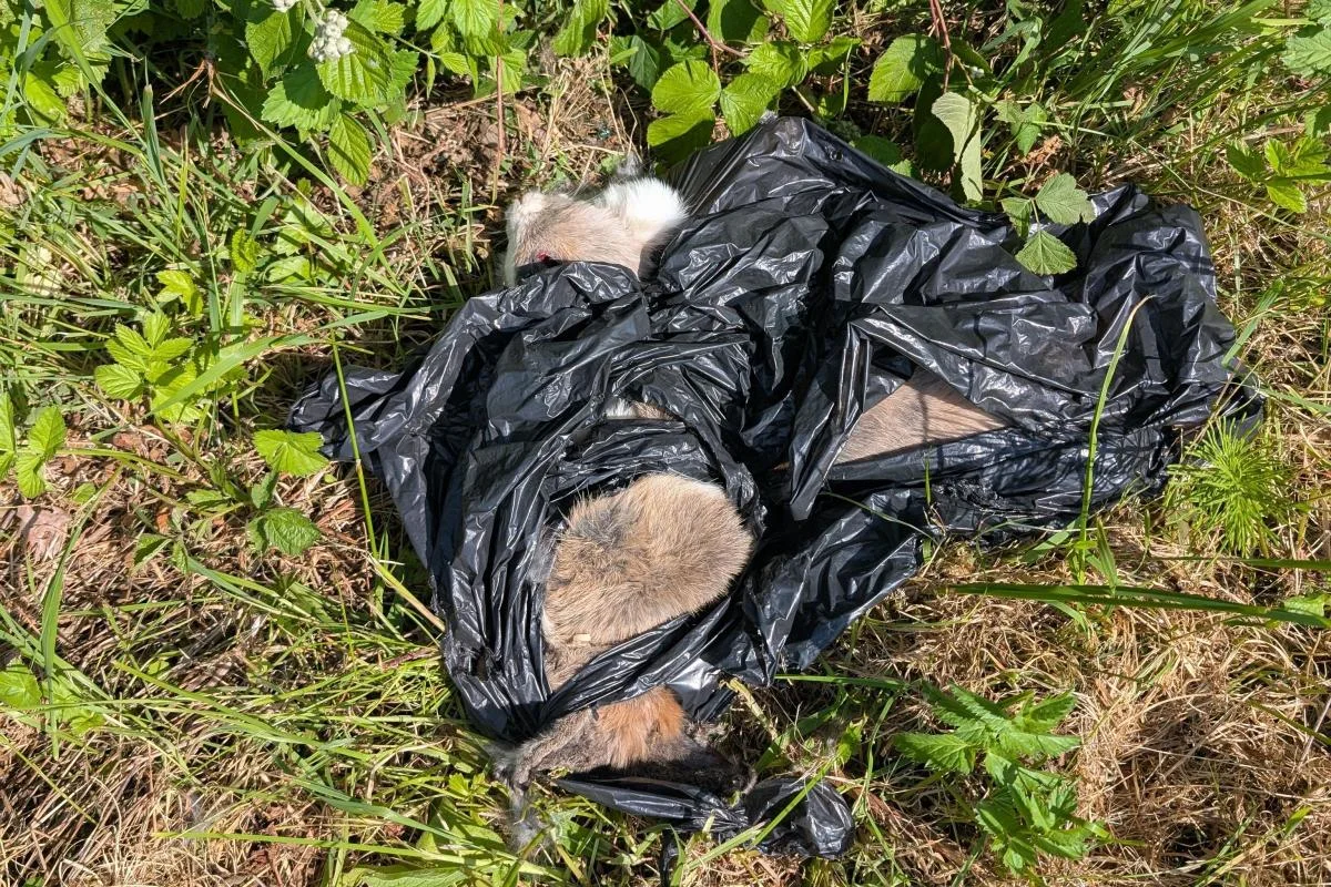 Dead rabbits dumped in a bag by the side of a road