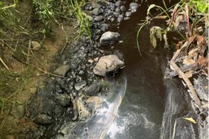 Pollution in river near Knaresborough