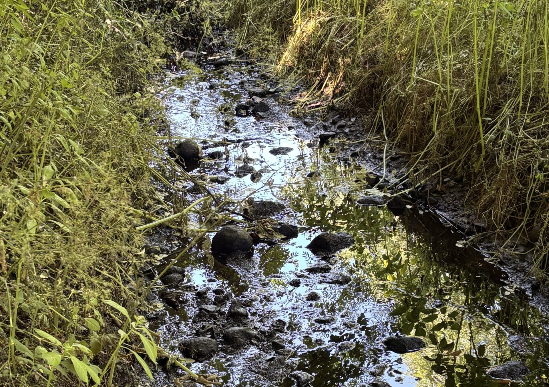 River pollution that affected tap water supplies described as a small-scale environmental disaster