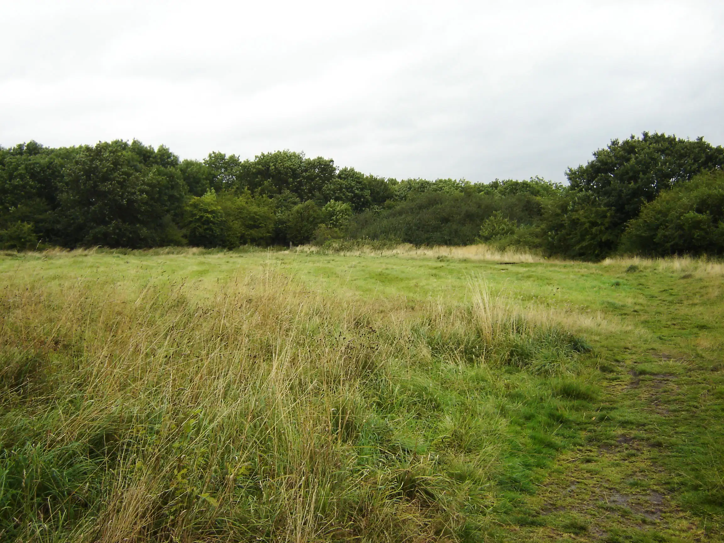 Youths start fire at York nature reserve