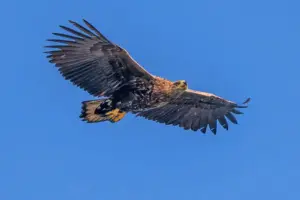 Disappearance of eagle being treated as suspicious by North Yorkshire Police
