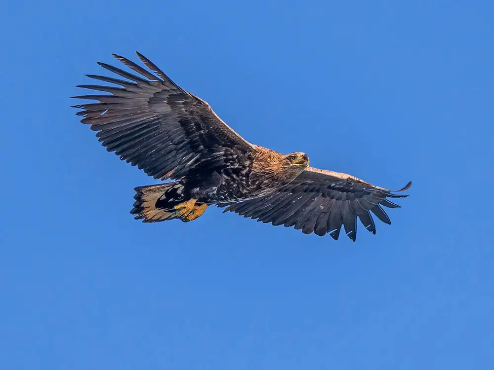 Disappearance of eagle being treated as suspicious by North Yorkshire Police