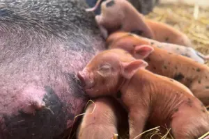Here’s how you can become a pig keeper for the day at York farm