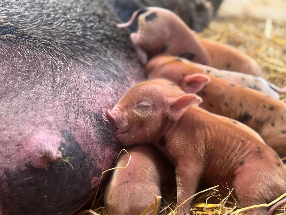 Here’s how you can become a pig keeper for the day at York farm