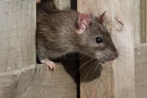 ‘Rats tried to eat through our door’ says restaurant objector