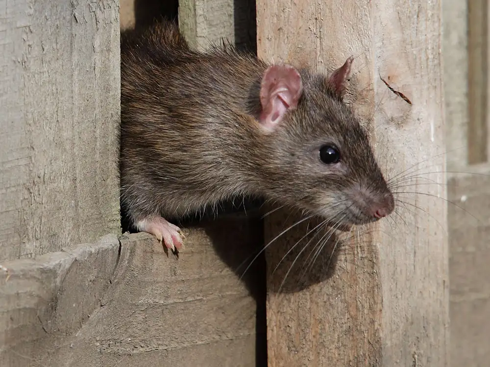 ‘Rats tried to eat through our door’ says restaurant objector