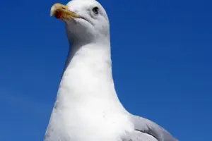 Police launch investigation after seagulls shot in Filey