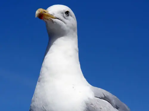 Police launch investigation after seagulls shot in Filey
