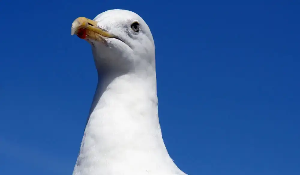 Can gull-proof bins help to prevent the birds causing problems on the coast?