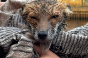 Fox cub pulled out of the river by York Rescue Boat