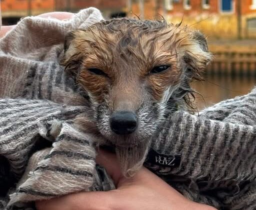 Fox cub pulled out of the river by York Rescue Boat