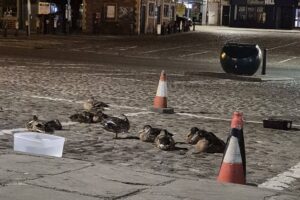 Ducks abandon beck in favour of the safety of the market place