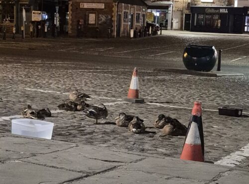 Ducks abandon beck in favour of the safety of the market place