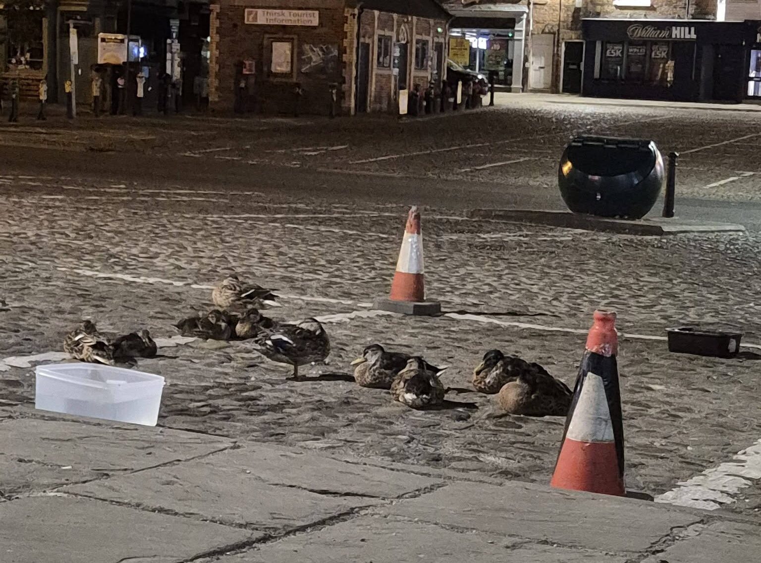 Ducks abandon beck in favour of the safety of the market place