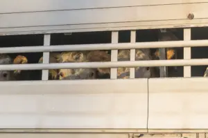 Cattle trailer overturns in crash on North Yorkshire motorway