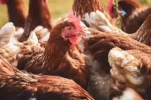 20,000 chickens could be housed in new building at North Yorkshire poultry farm