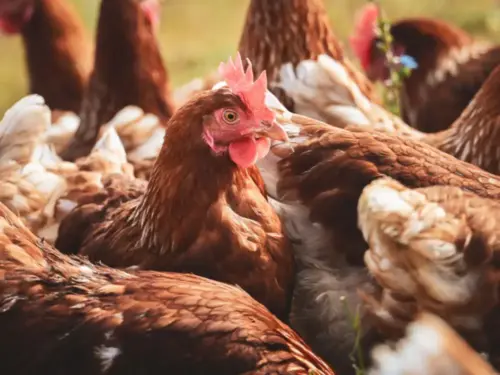 20,000 chickens could be housed in new building at North Yorkshire poultry farm