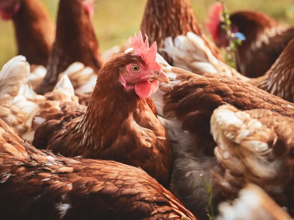 20,000 chickens could be housed in new building at North Yorkshire poultry farm