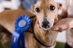 York dog club to host annual fundraising family fun day and dog show this weekend