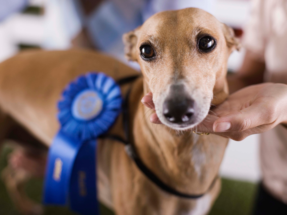 York dog club to host annual fundraising family fun day and dog show this weekend