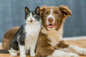RSPCA York reveals plans for £5m transformation of animal home