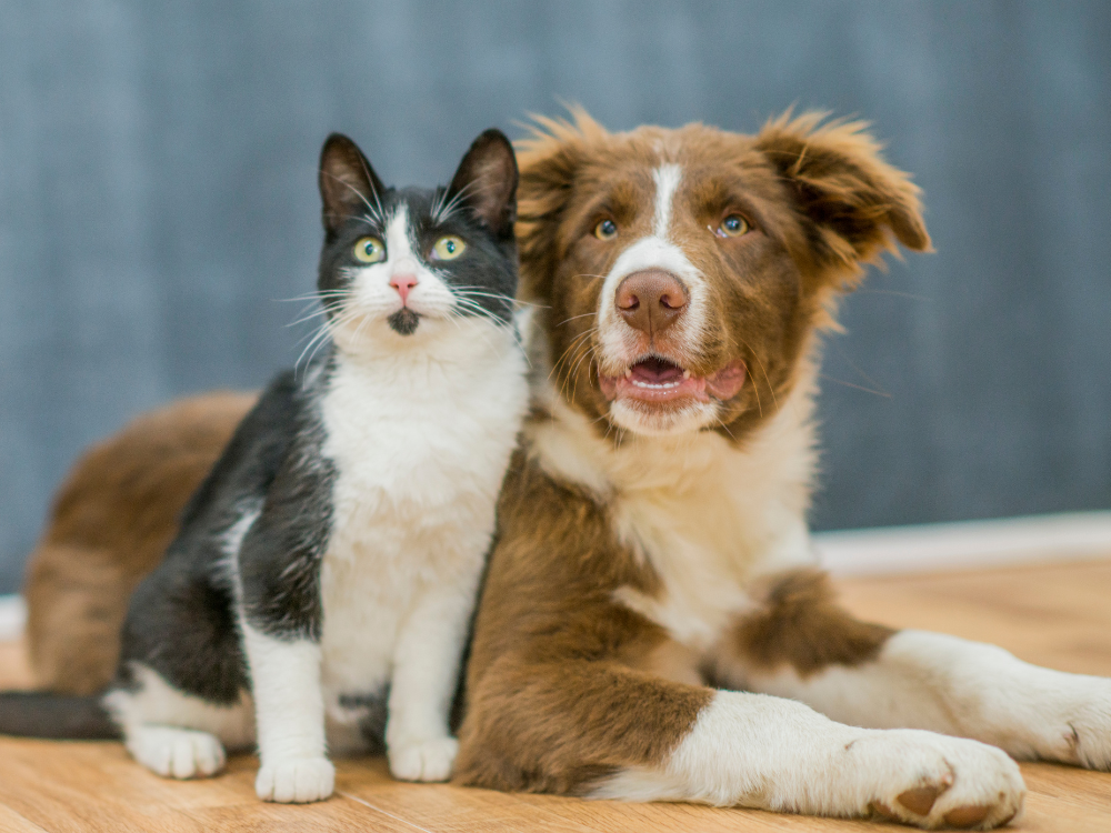 RSPCA York reveals plans for £5m transformation of animal home