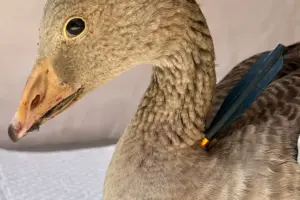 ‘Deeply disturbing’: Goose shot through the neck by crossbow bolt in North Yorkshire