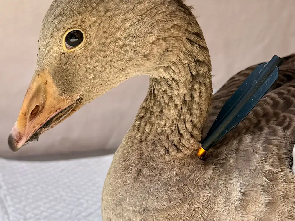 ‘Deeply disturbing’: Goose shot through the neck by crossbow bolt in North Yorkshire