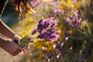 Five places to pick your own flowers in York and North Yorkshire