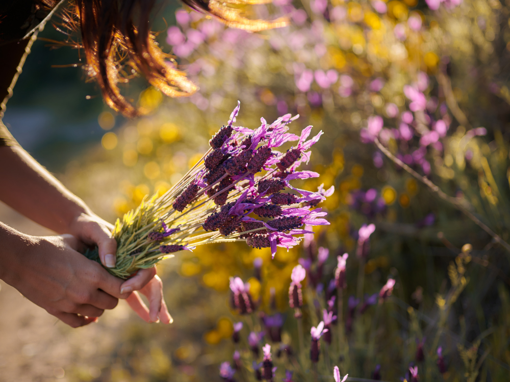 Five places to pick your own flowers in York and North Yorkshire