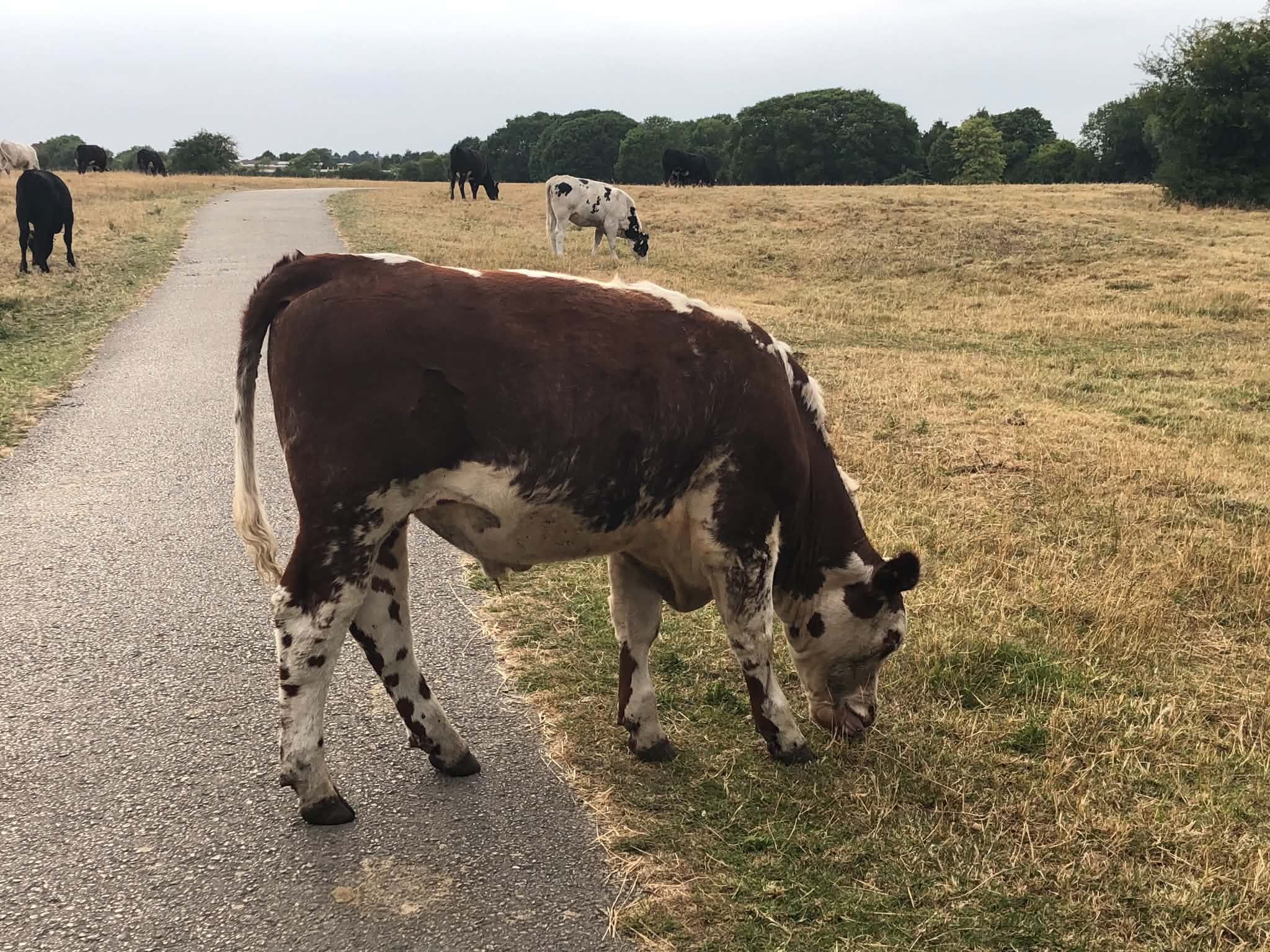 Vandals damage Hob Moor water troughs
