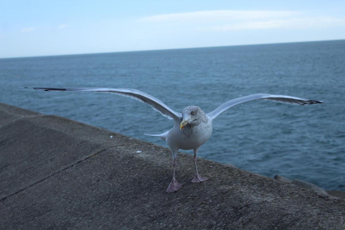 £120,000 plan to manage antisocial teenage gulls approved