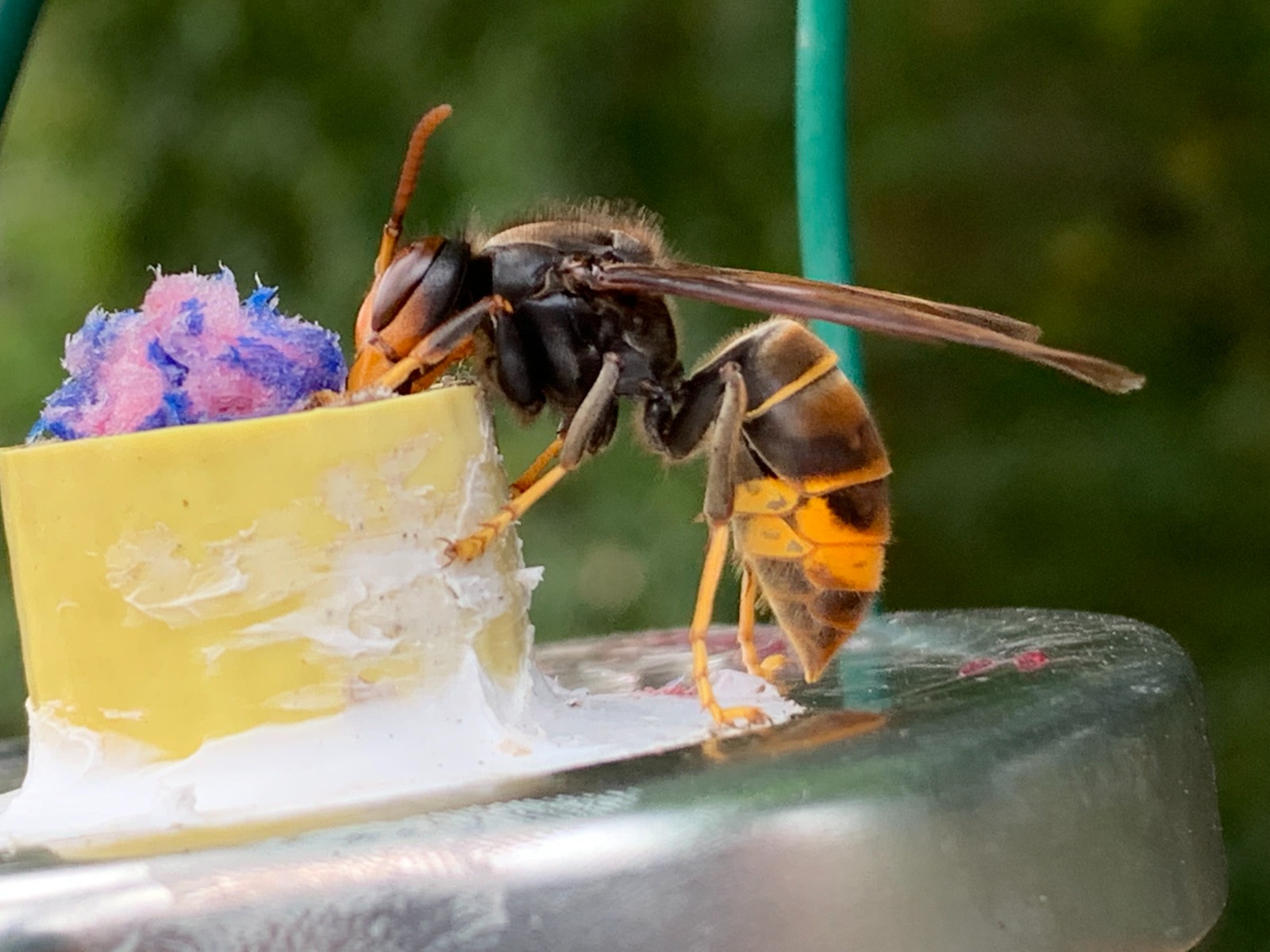 ‘Do not approach’ warning after aggressive Asian hornet seen in North Yorkshire